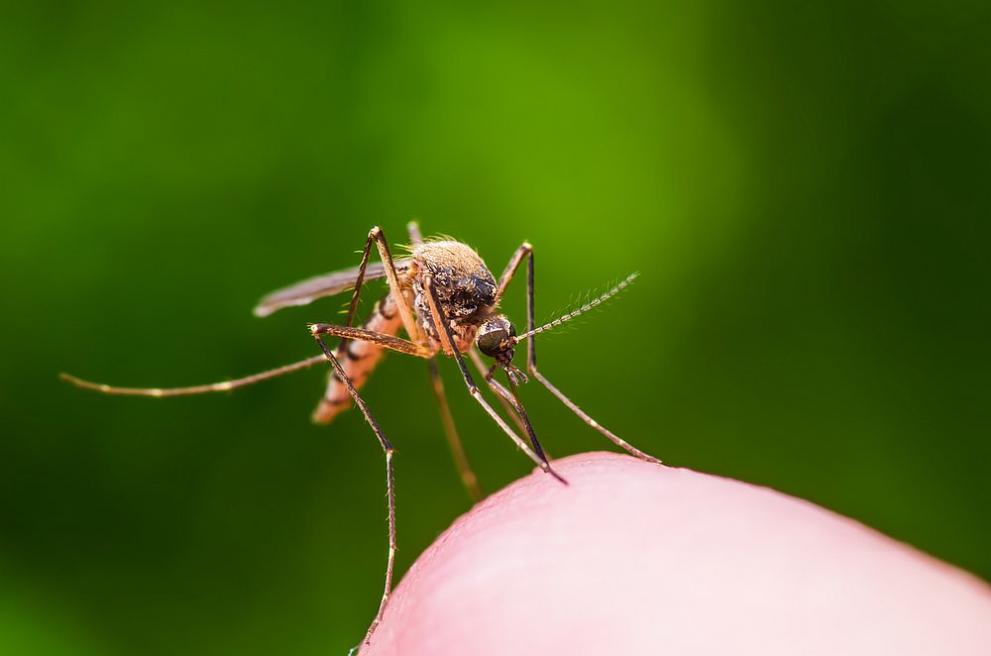 Въздушните обработки срещу комари в Бургас вече се извършват със