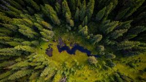 Дали зелените летни гори в Европа са вече в миналото