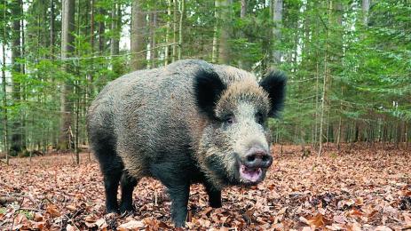 Хванаха чума в диво прасе във Видинско