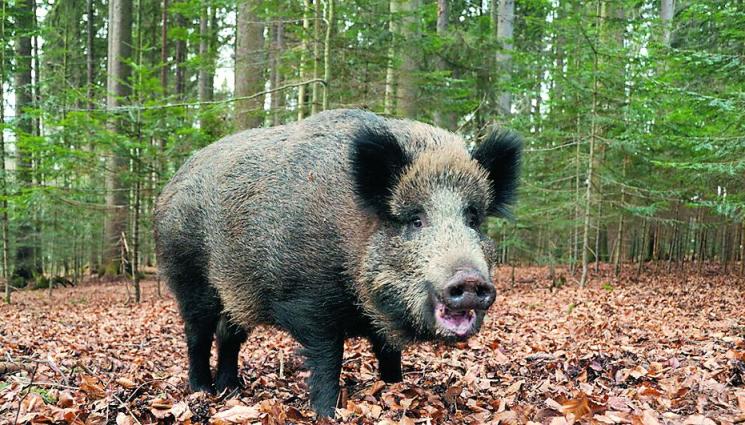 Хванаха чума в диво прасе във Видинско - ЧУМАТА ПАК НИ СПОХОДИ: Над 1/3 от случаите в Европа са у нас!