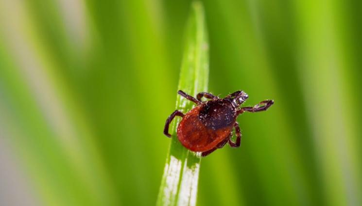 Биволско око издава лаймската болест - Биволско око издава лаймската болест