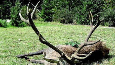 Бракониери разфасоваха благороден елен