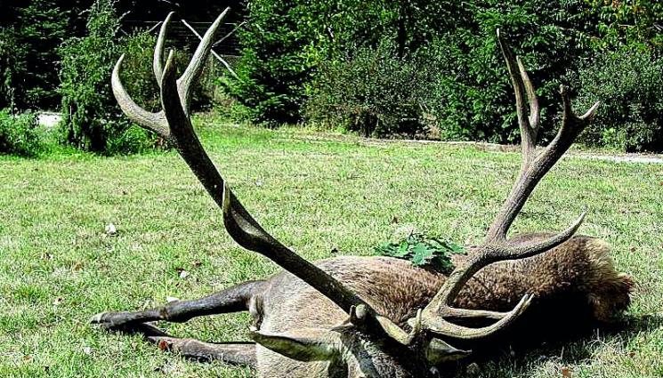 Бракониери разфасоваха благороден елен - ХВАНАТИ В КРАЧКА: Заловиха мъже да разфасоват благороден елен!