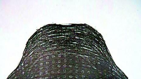 Кавказец гръмнал Подмола заради дрога