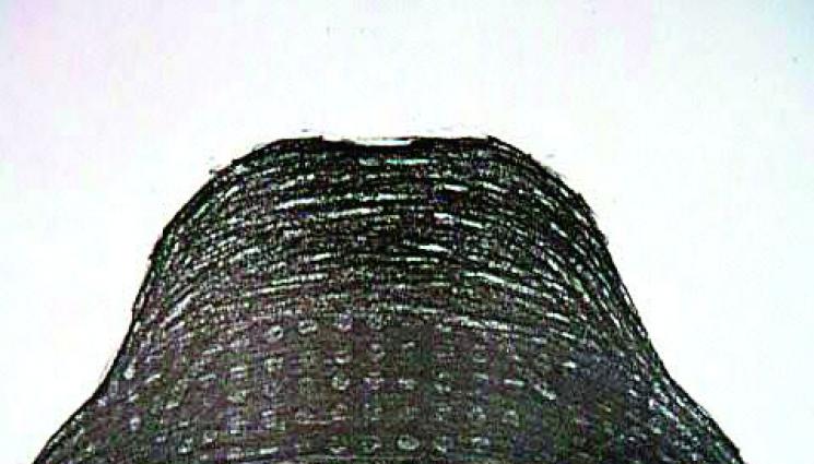 Кавказец гръмнал Подмола заради дрога - Кавказец гръмнал
Подмола заради дрога  
