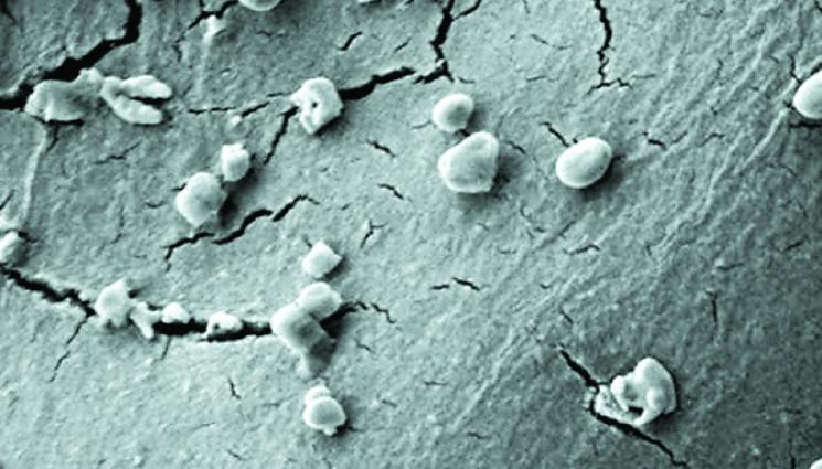 Откриха микроб който се храни с метеорити - НЕВЕРОЯТНО, НО ФАКТ: Земни микроби изядоха проба от метеорит!