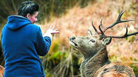 Касапница на елени в Италианските Алпи
