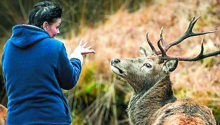 Касапница на елени в Италианските Алпи - Морски елени станаха родопчани!