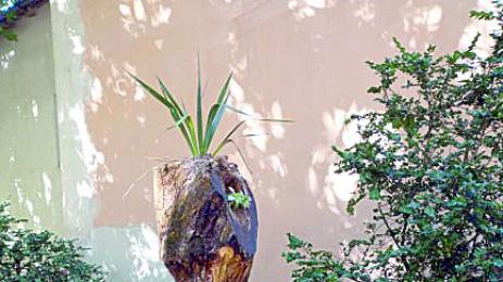 Даниел от Добрич дава нов живот на мъртвите дървета