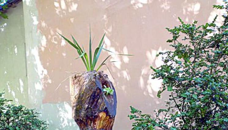 Даниел от Добрич дава нов живот на мъртвите дървета - Даниел от Добрич дава нов 
живот на мъртвите дървета