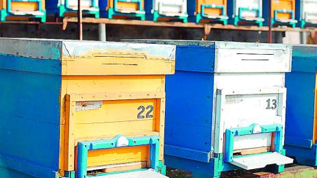 125 пчелари взимат половин милион кредити