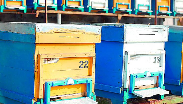 125 пчелари взимат половин милион кредити - Агро Телеграф: Пчеларите подават заявления за помощи