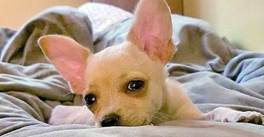 Ван Дам спаси БГ кученце на юбилея си