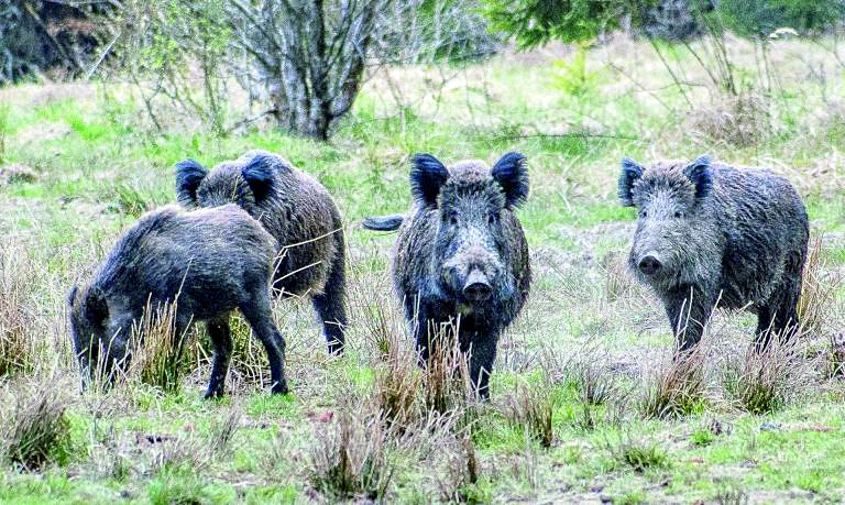 Броят по 144 лева на ловец за глиган