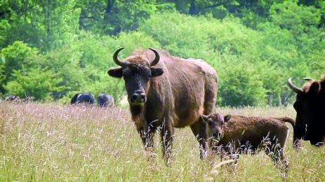 Зубри превзеха военен полигон в Чехия