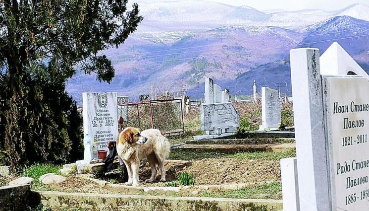 Куче скърби от 40 дни на гроба на самарянин - Куче скърби от 40 дни
на гроба на самарянин