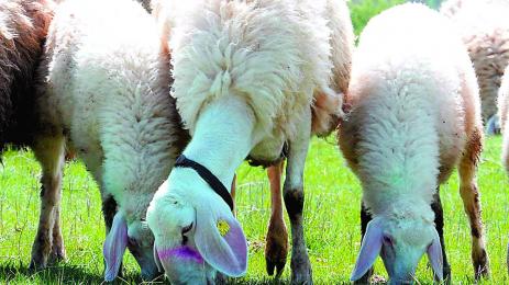 Мечките се събудиха нападат овце и крави