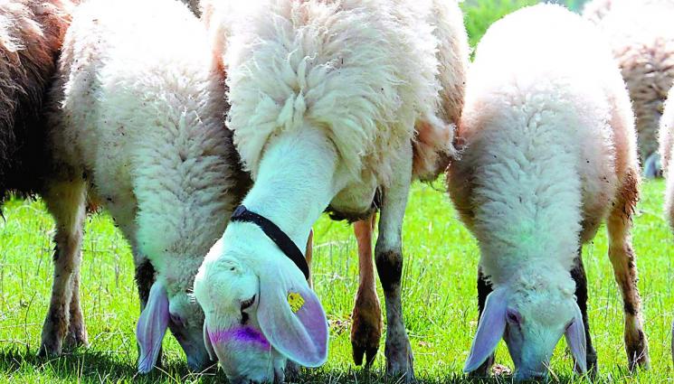 Мечките се събудиха нападат овце и крави - УЖАСЪТ РАСТЕ: Пловдивско пламна от дребната шарка по животните!