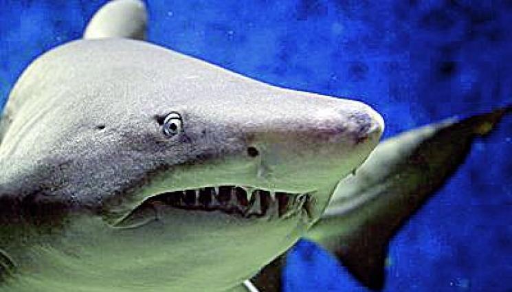 Музей подарява зъби от акула на деца - НЕОЧАКВАН ГОСТ: Акула изплува на наш плаж!