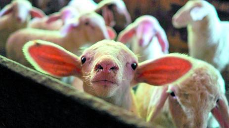 7 лева субсидия за всяко българско агне на щанда