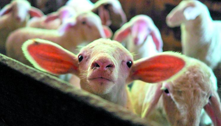 7 лева субсидия за всяко българско агне на щанда - ЗАРАДИ УХАПВАНЕ ОТ НАСЕКОМО: Роди се агне с шест крака (СНИМКИ)