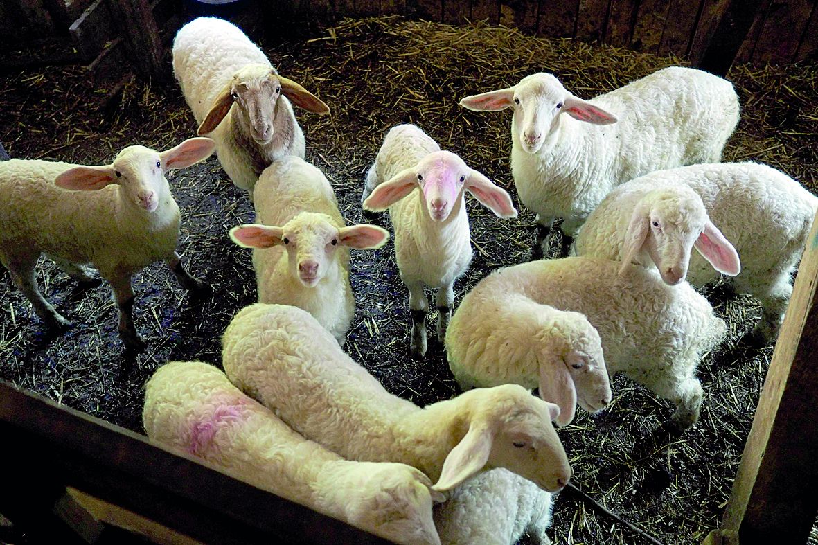 Дават 7 лв на кланица ако купи българско агне