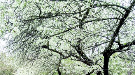 Геолог от БАН стана резбар