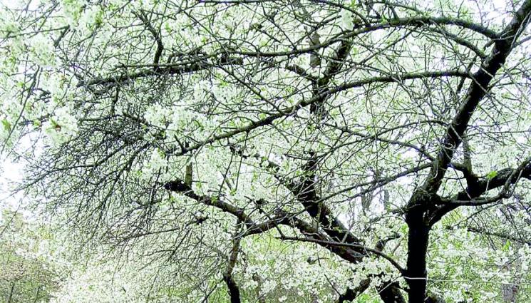 Геолог от БАН стана резбар - Геолог от БАН стана резбар