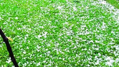 Буря и градушка попиляха свищовско село