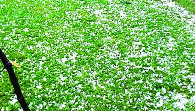 Буря и градушка попиляха свищовско село - Агро Телеграф: През седмицата се очакват градушки