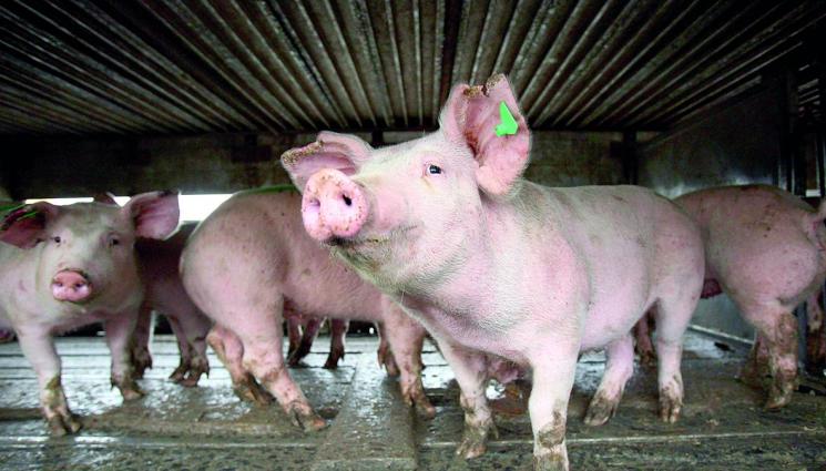 убиват 13 000 прасета с африканска чума - ПАК СЕ ЗАПОЧНА: Обявиха огнище на Африканска чума по свинете у нас