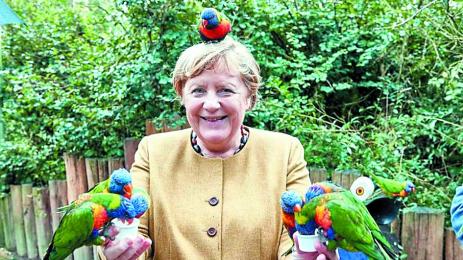 Папагал клъвна Ангела Меркел