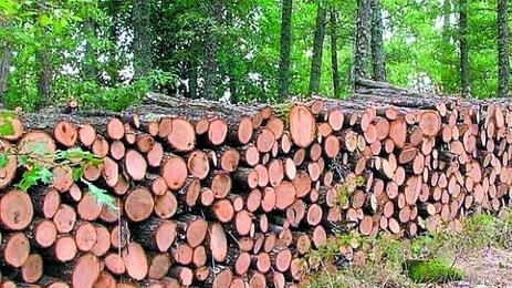 Хванаха горски да кара незаконно дърва
