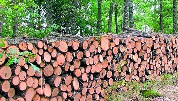 Хванаха горски да кара незаконно дърва - Хванаха горски да кара незаконно дърва