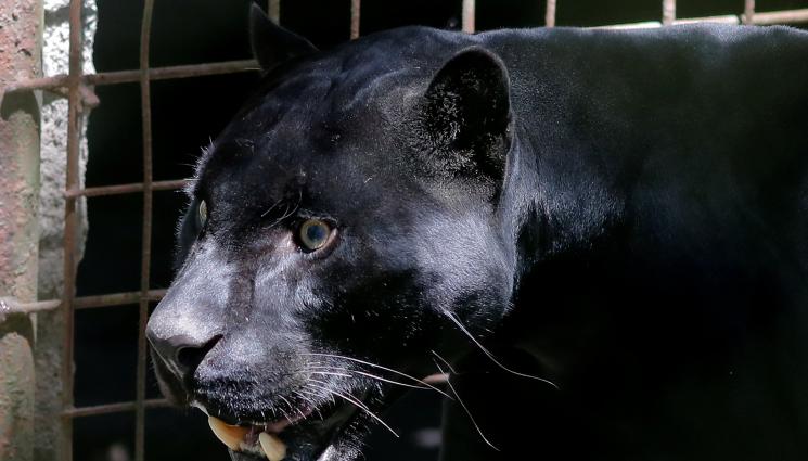 ягуар - Прокоба тегне над ягуарите и харпиите, но само някои го осъзнават (доколкото могат)