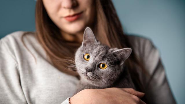 Котките разпознават гласове и разбират кога стопаните им се обръщат към тях