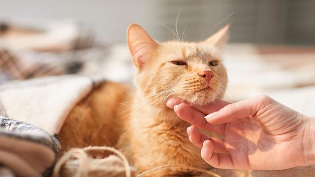 НАСА излъчи видео с котка от далечния космос