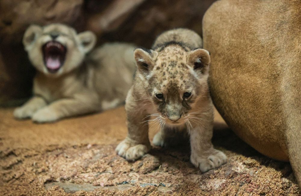 Зоологическата градина в немския град Гелсенкирхен представи трите си нови лъвчета, които са родени в началото на октомври