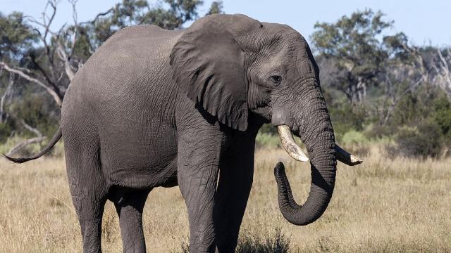 Близостта с хората допринася за оцеляването на слоновете и тигрите