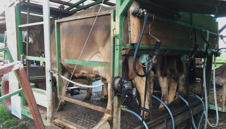 мобилна доилна - Който угажда на кравите, има повече мляко