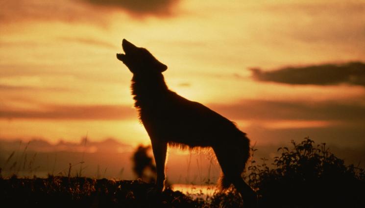 вяра - ВЯРА: Умилостивявали Куцуклан с обредни пити