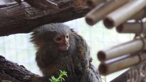 мармозетки