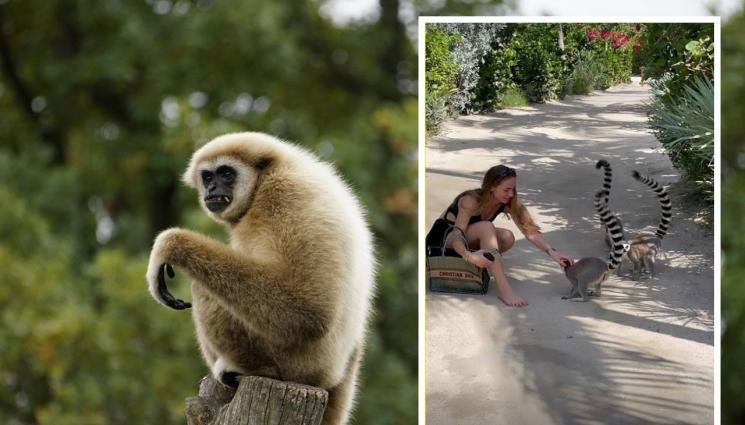 Лолита - Майката на Лолита: Не ми носете лемури