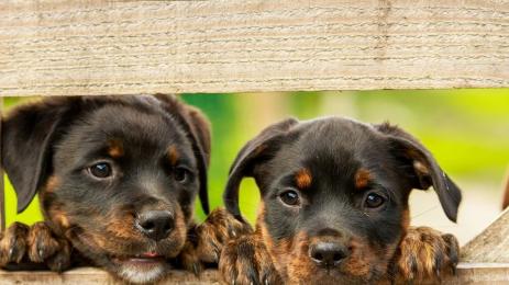 куче кучета