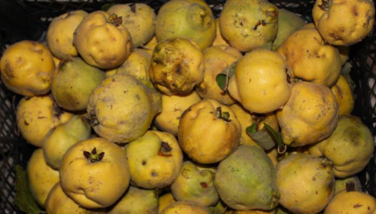 Агро - Агро Телеграф: Дюлите издържат на хладно до януари