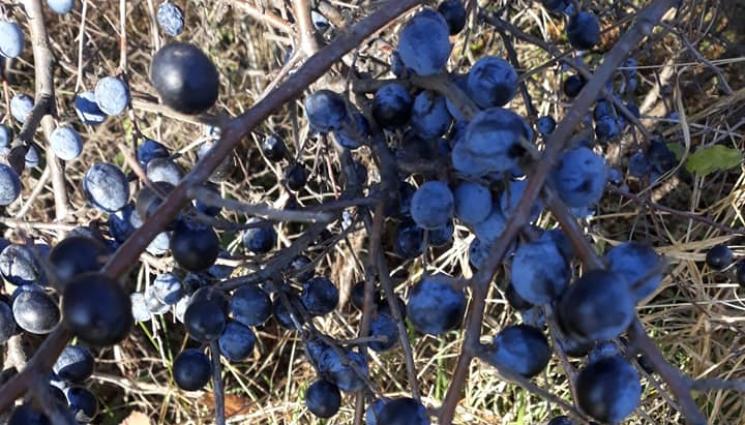 Агро - Агро Телеграф: В Монтанско правят трънченица в делва срещу грип