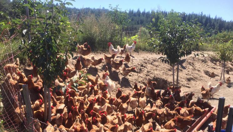 Агро - Агро Телеграф: Борови стърготини и слама за постеля на кокошките