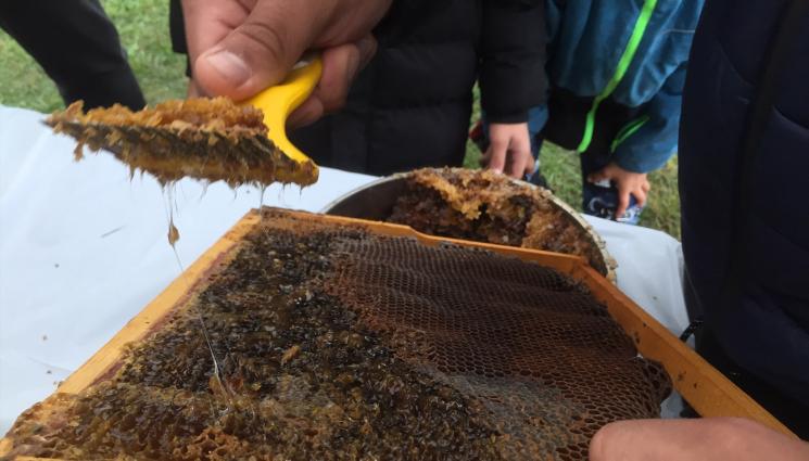 Агро - Агро Телеграф: Фалшиви скорпиони ядат врага на пчелите вароа