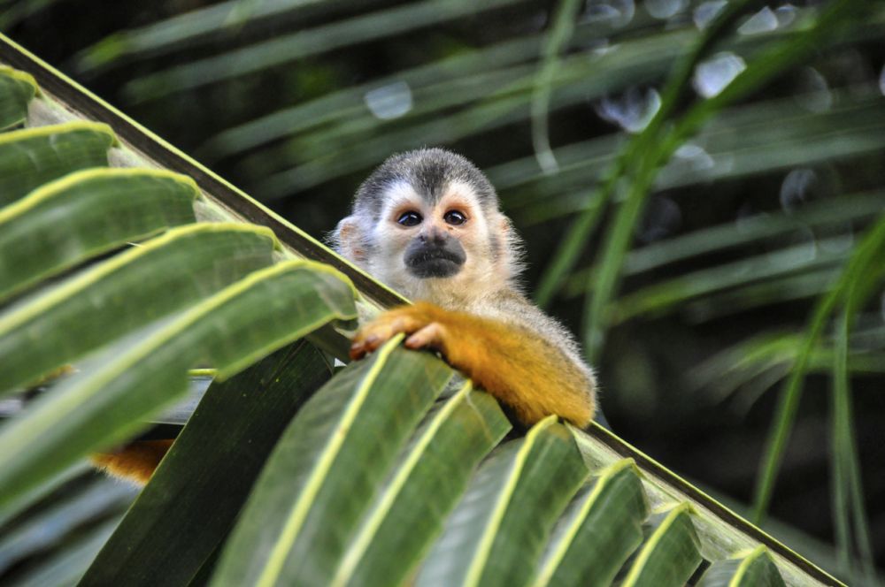 На първо място в класацията на екологичните туристически дестинации е Коста Рика с националния парк и защитената си "облачна гора"