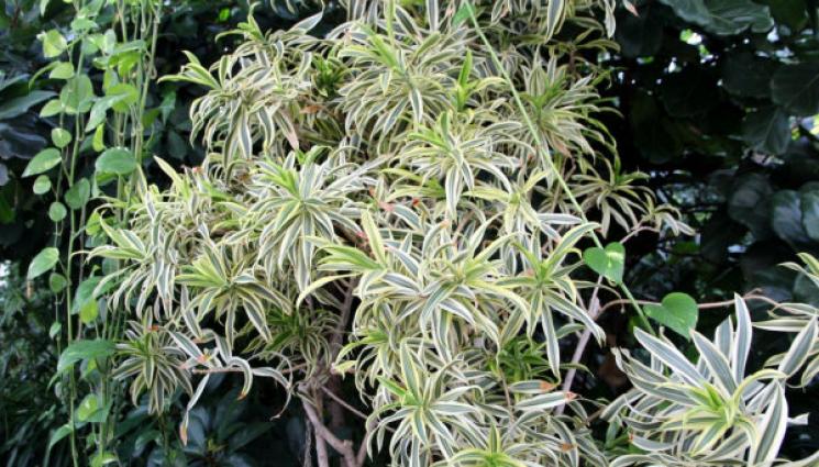 Агро - Агро Телеграф: Поливаме обилно хлорофитума, ако е на топло